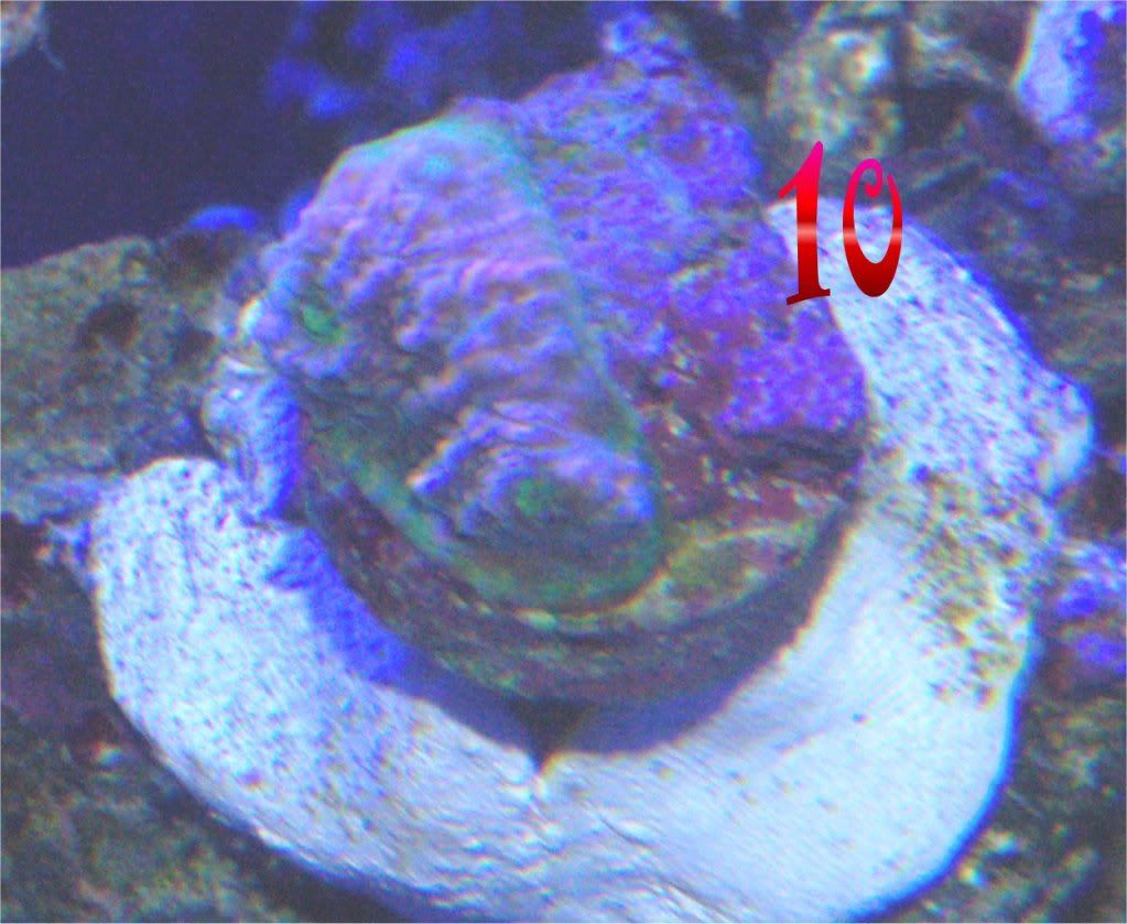 SPS10watermellonchalice.jpg